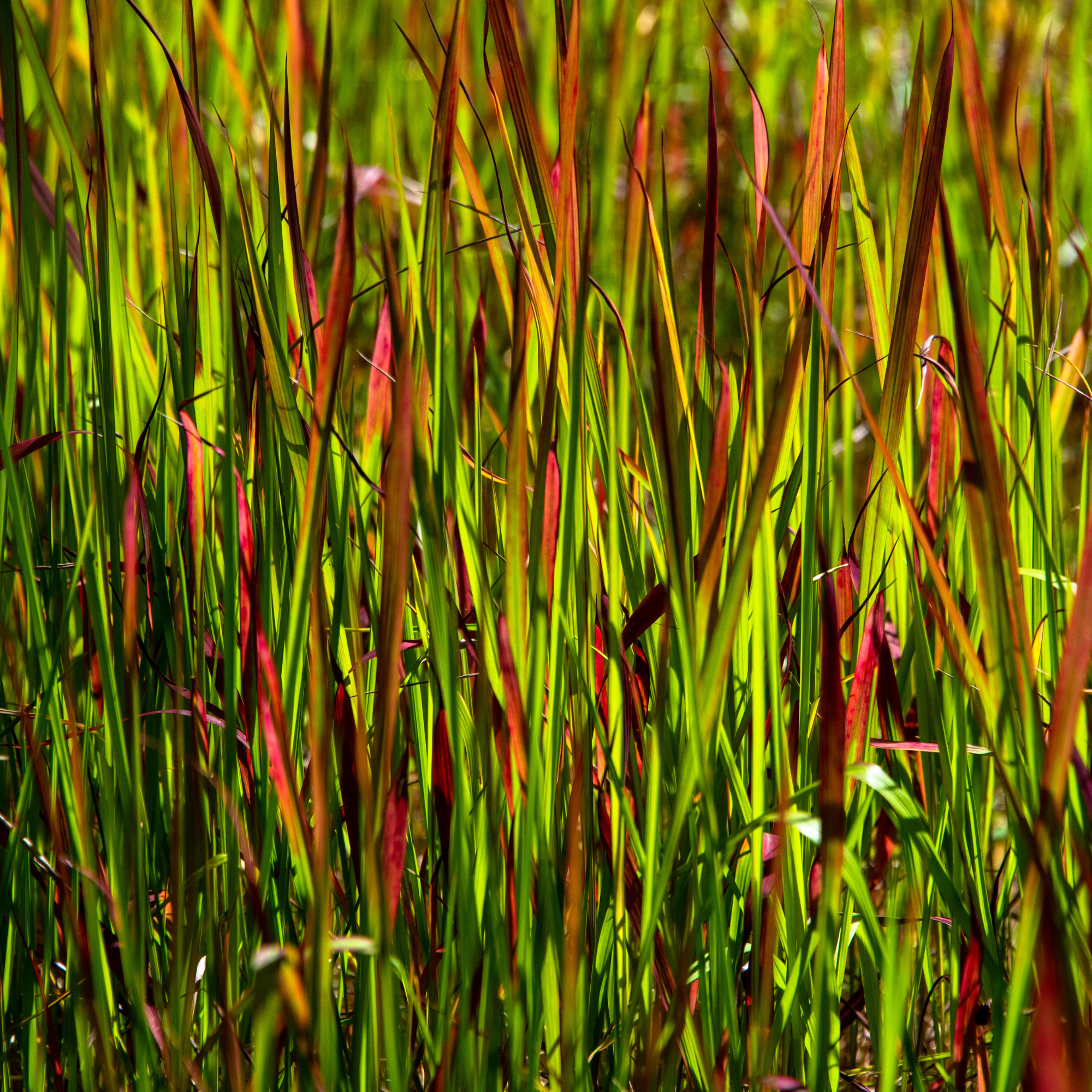 Japanese blood grass close up.