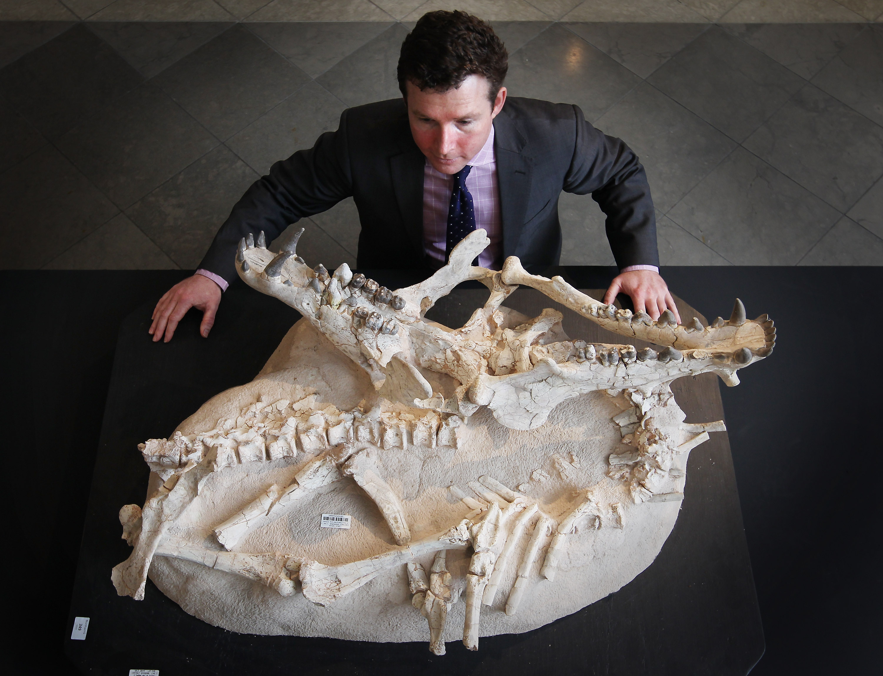 A photo of an Archaeotherium fossil at an auction in London in 2011.