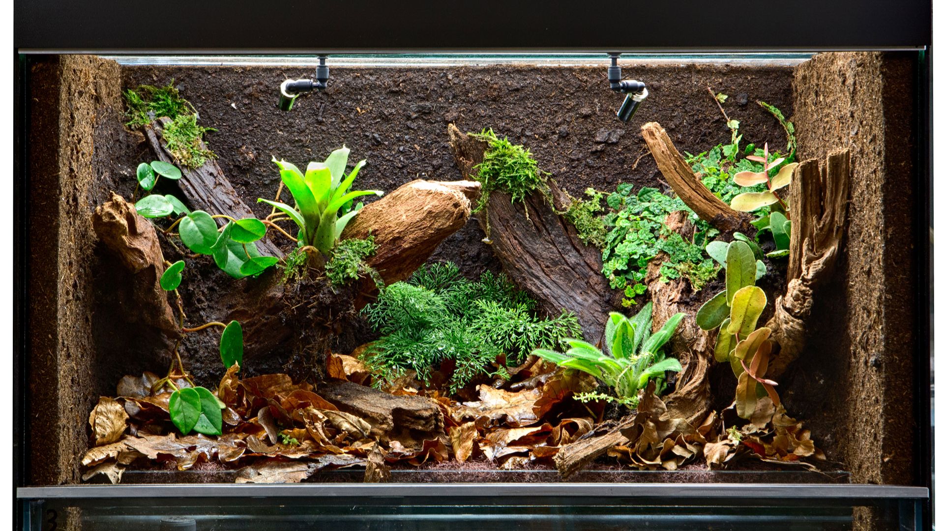 view over the top of a well-stocked vivarium