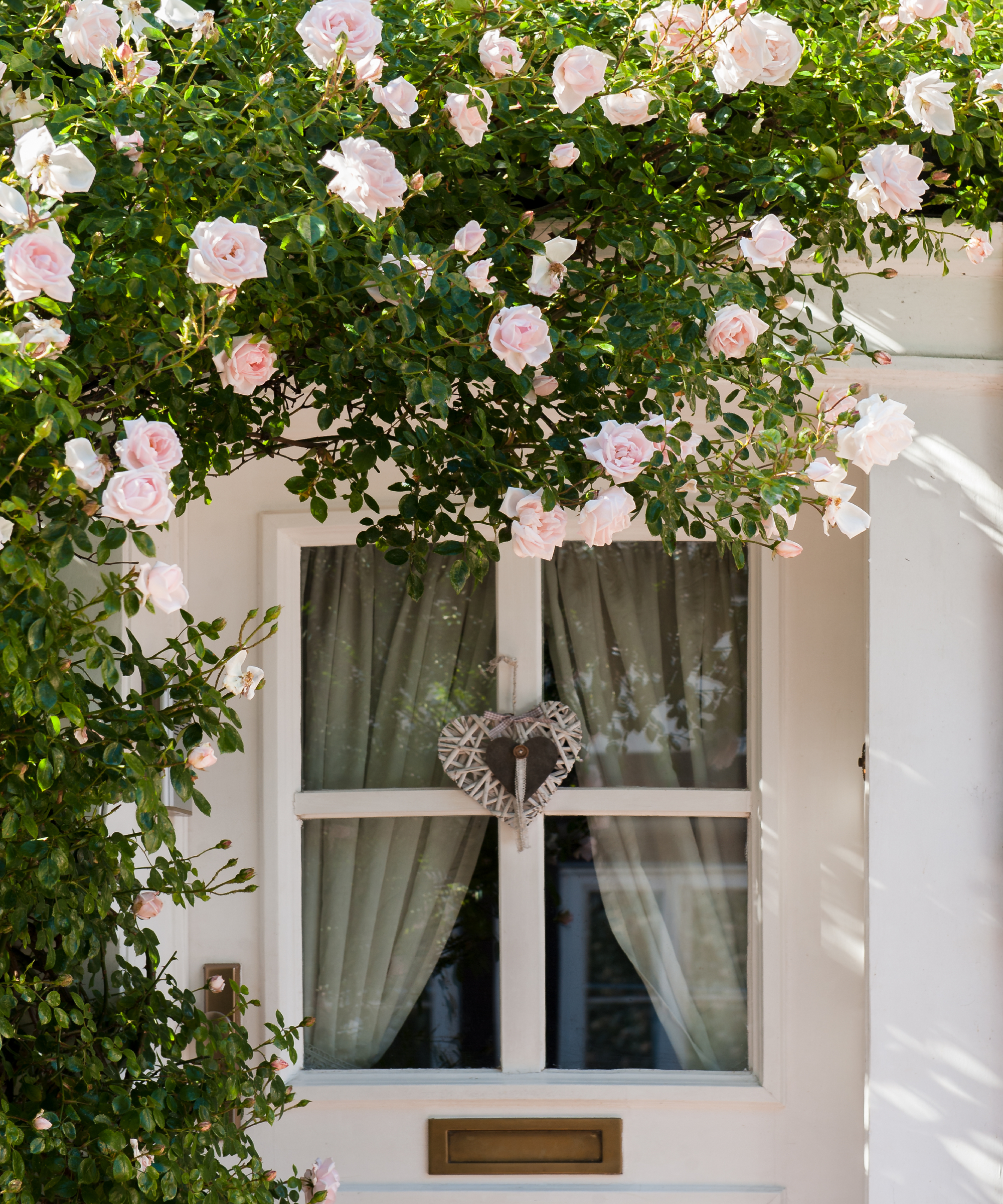 pink climbing rose around front door