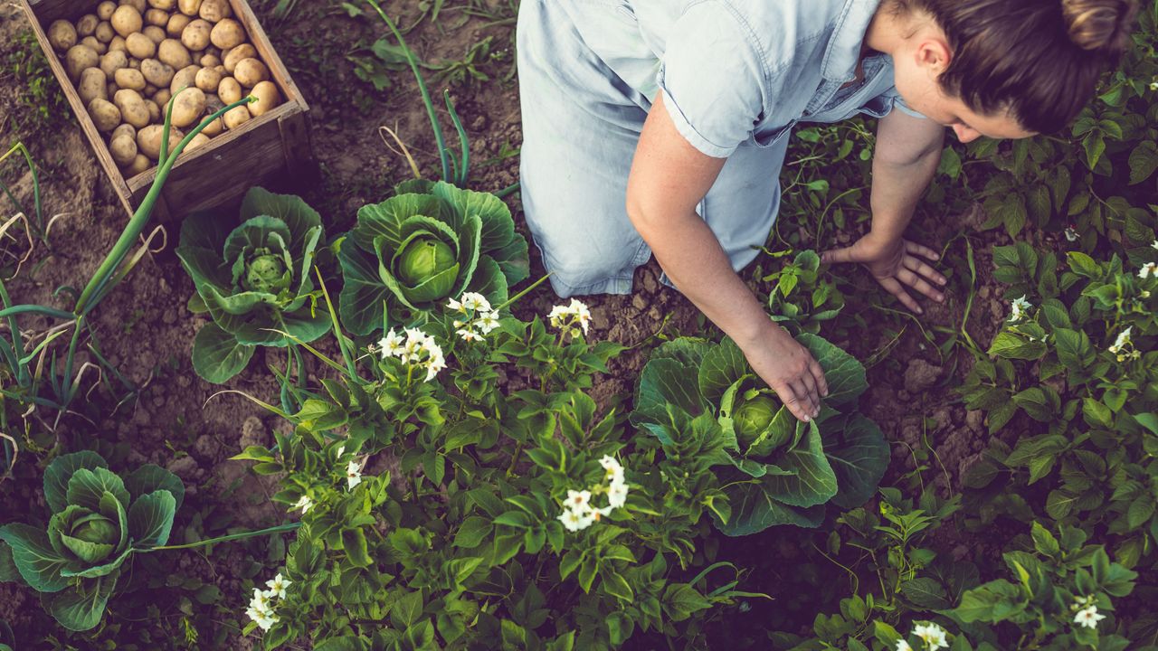 no dig gardening with woman picking cabbage