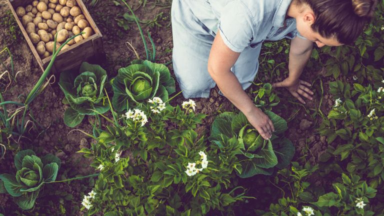 no dig gardening with woman picking cabbage