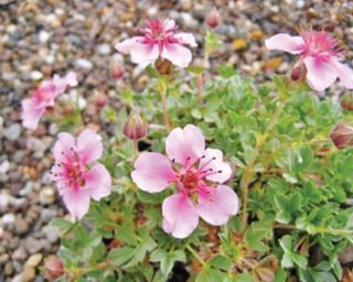 potentilla rubra