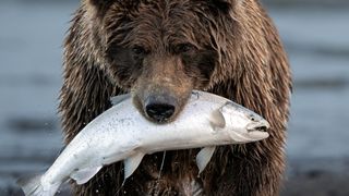 brown bear hunting silver salmon in Lake Clark