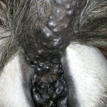 melanomas.jpg
