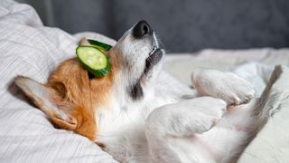 Ways to destress your dog — dog lying in bed with cucumbers over eyes resting 