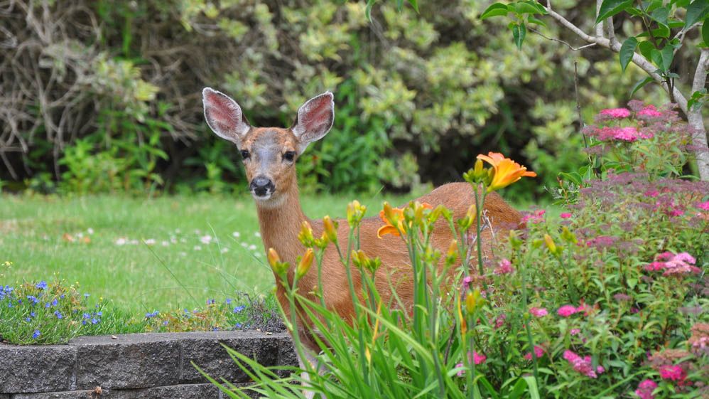 Deer in garden