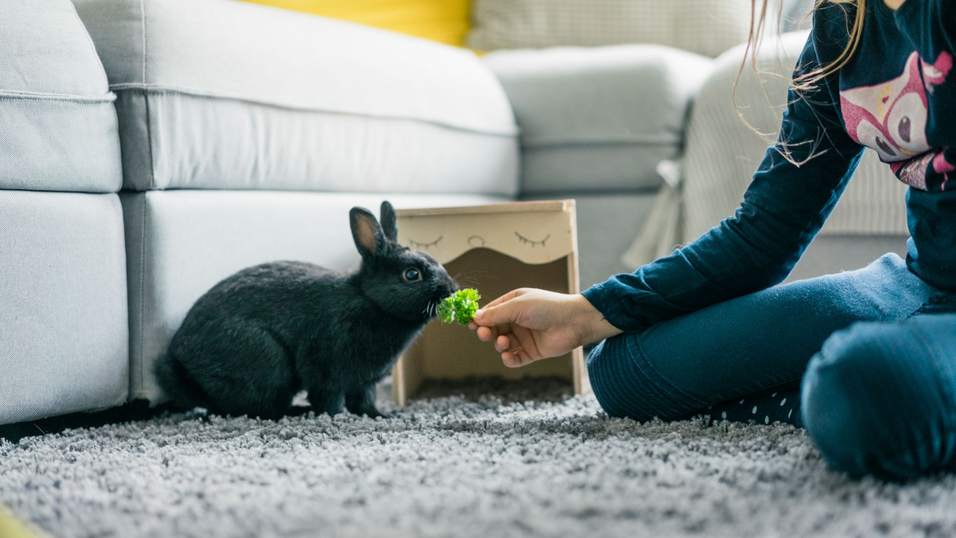 black rabbit in living room being fed broccoli