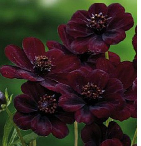 Chocolate Cosmos- Atrosanguinea, Plant, Root Start, Makes Beautiful Flowers