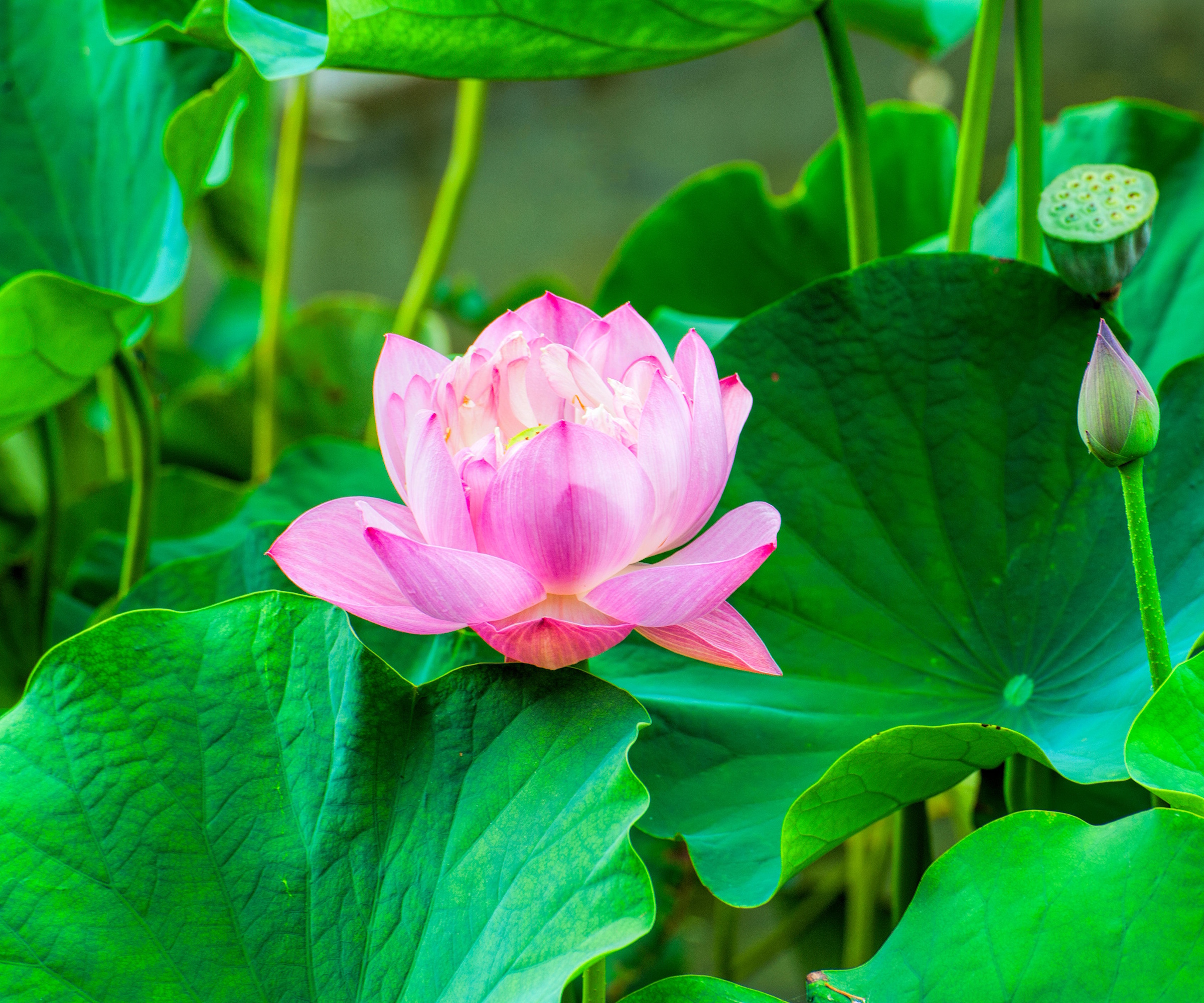 Pink lotus flower