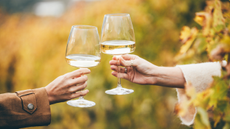 Glasses of white wine in a vineyard 