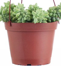 Sedum Burrito, Amazon