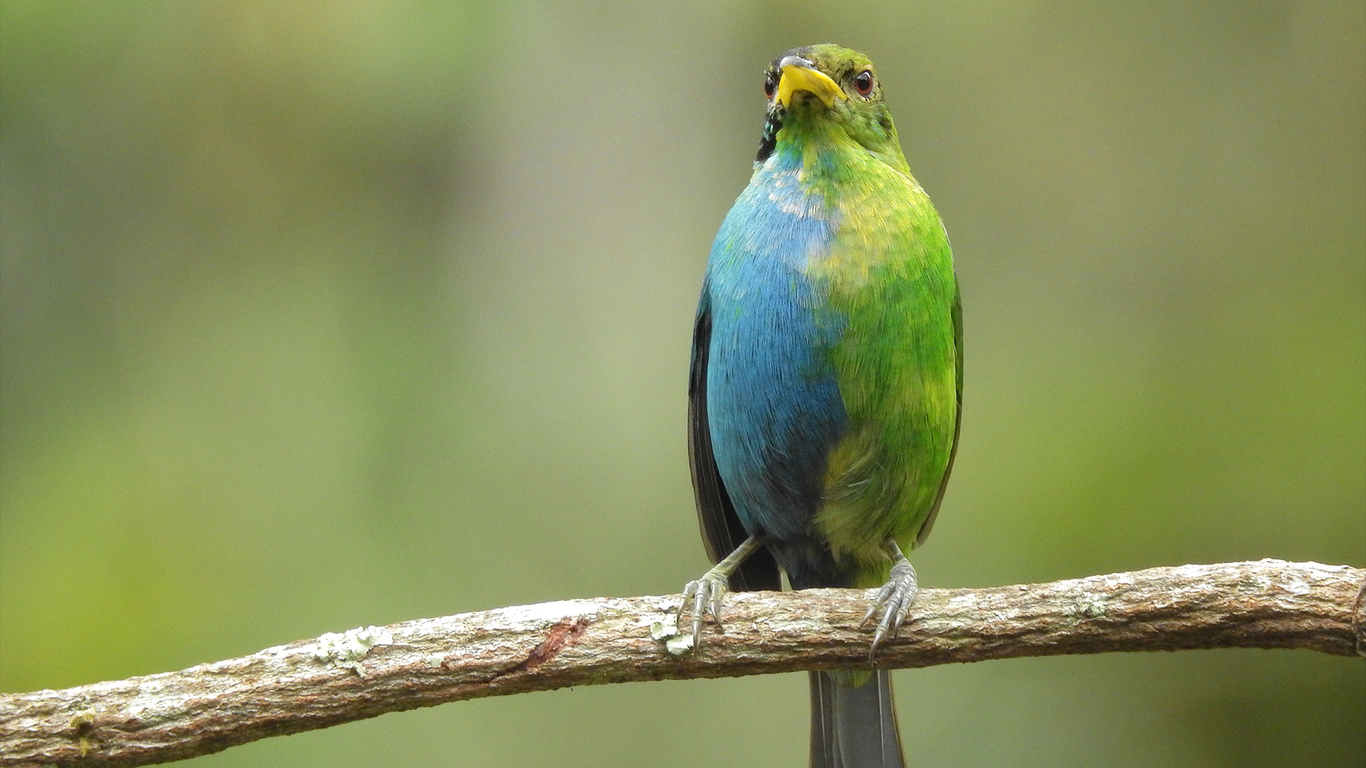 A photo showing how the green and blue bird's coloration is perfectly split down the midline of its belly