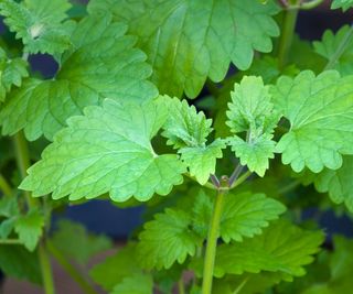 Green catnip leaves close-up with no flowers