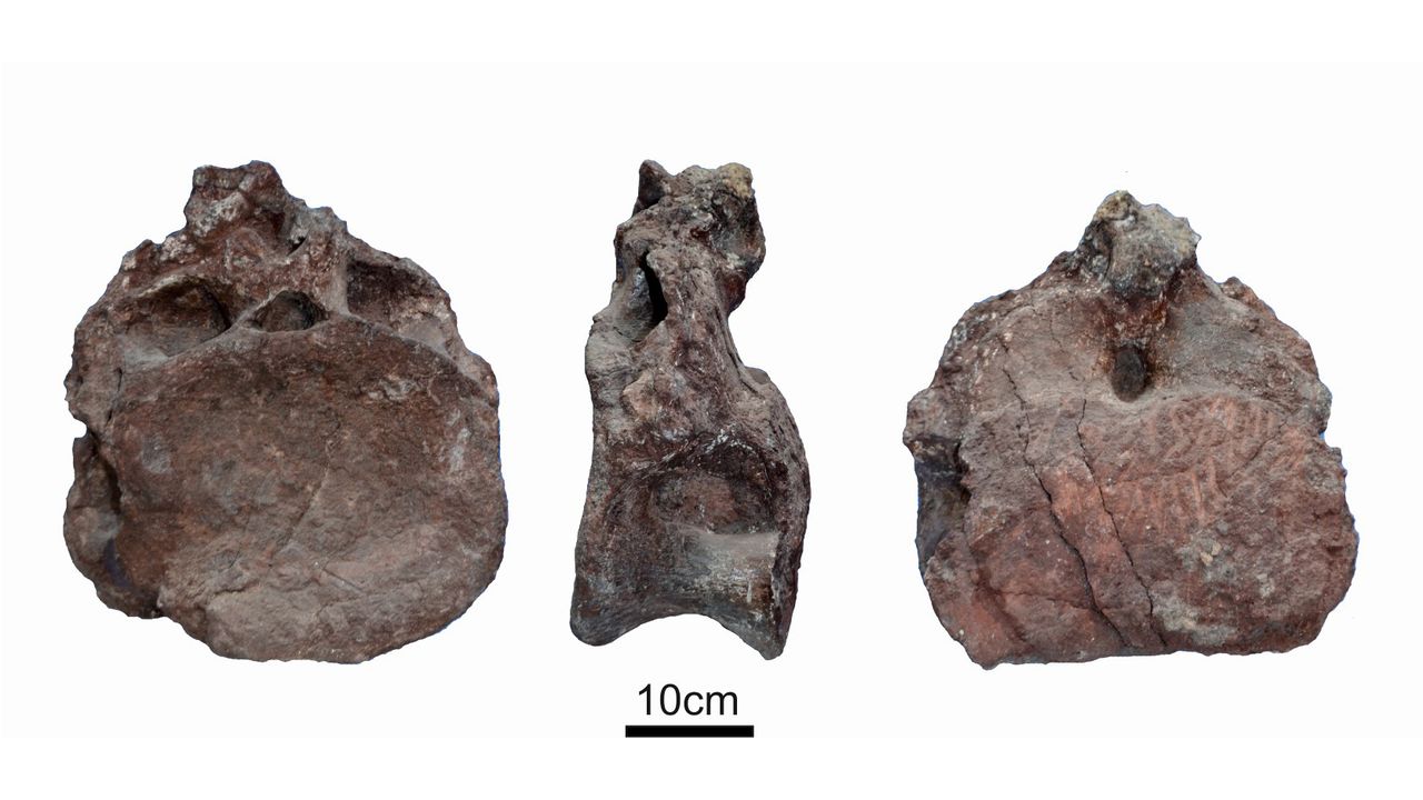 Here, some of the vertebrae found from N. zapati.