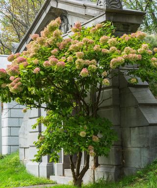 A pink and green flowering hydrangea tree growing next to a mausoleum