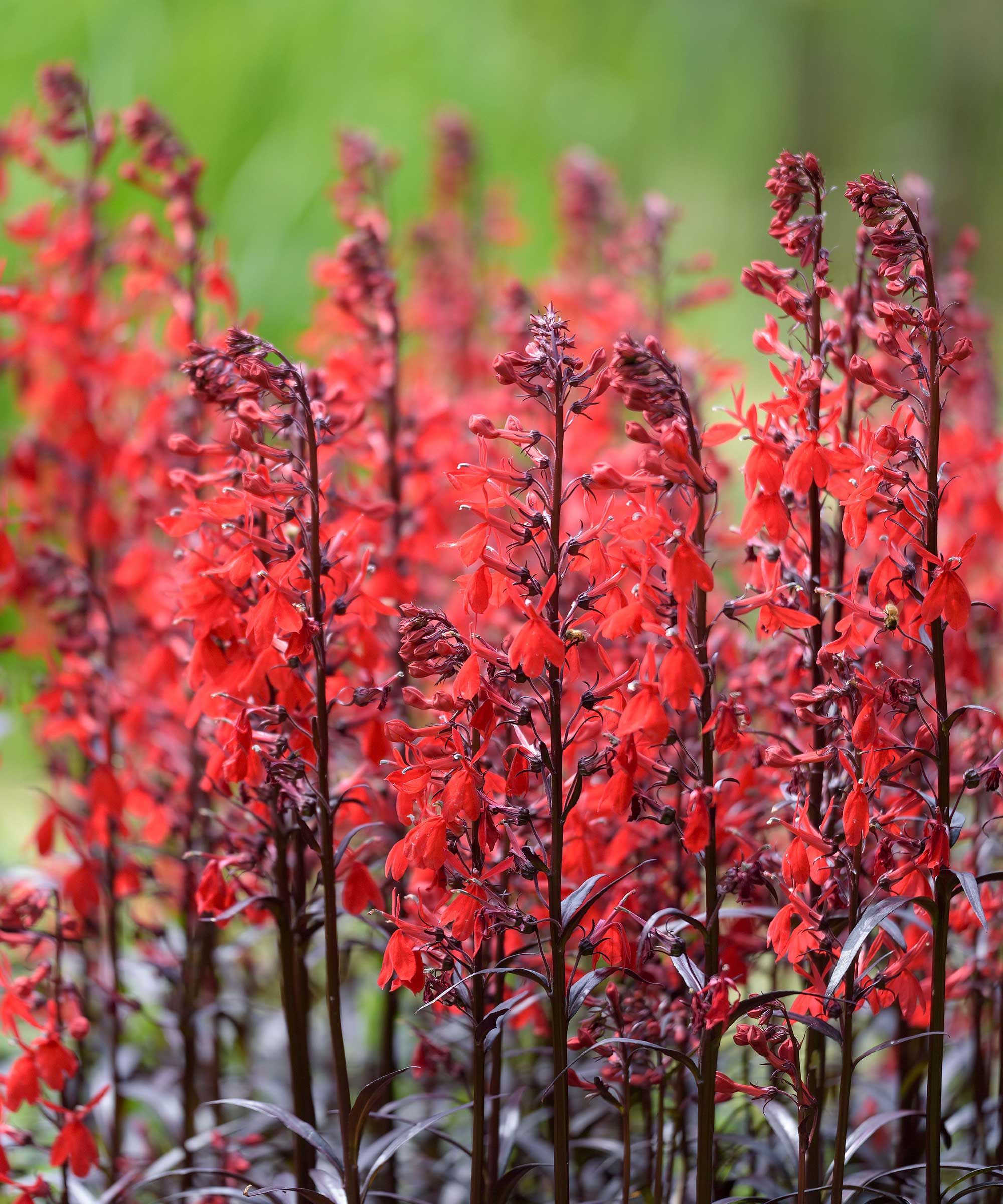 Cardinal flowers in bloom