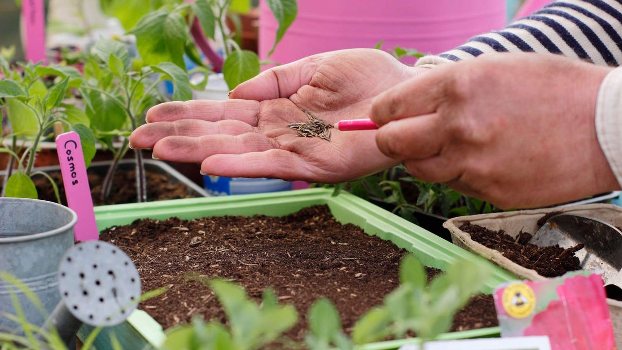 Sowing cosmos flower seeds into a tray of compost