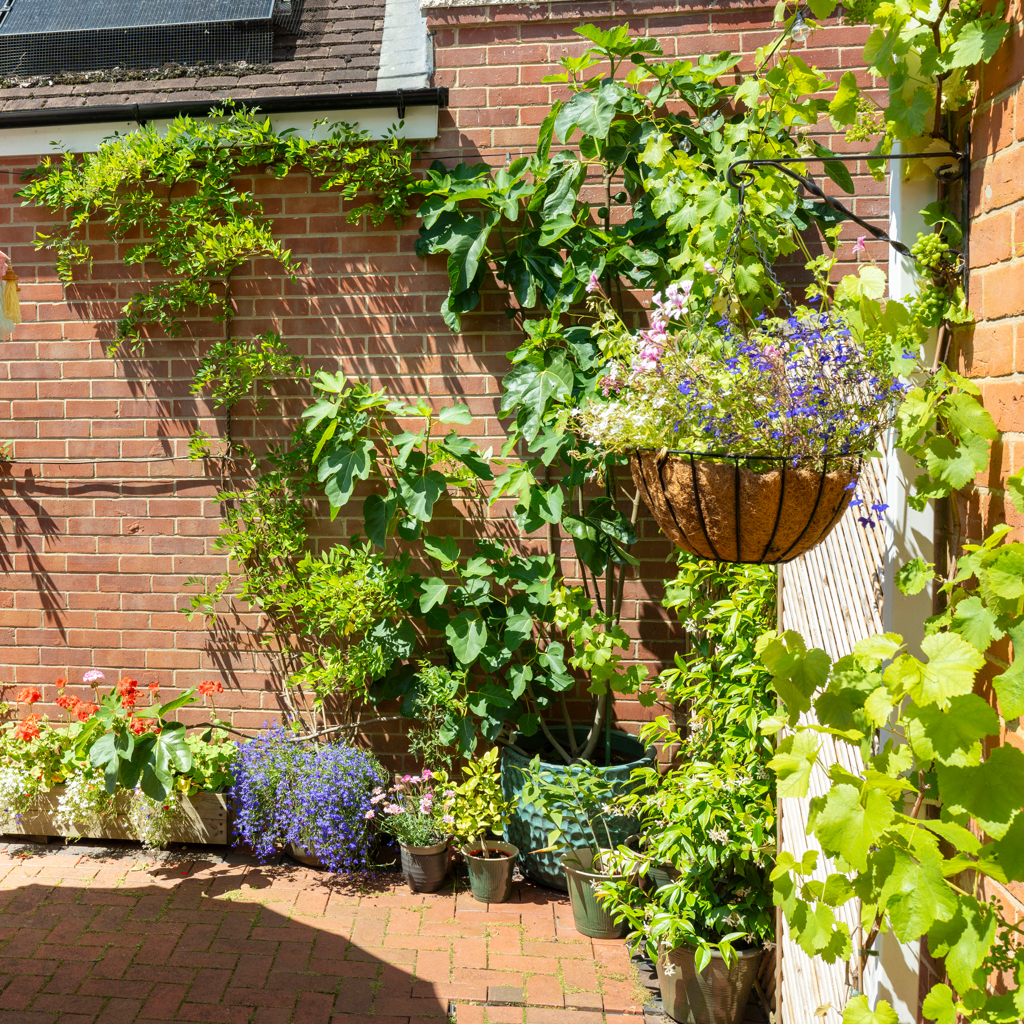 the corner of a garden by a house packed with climbing plants