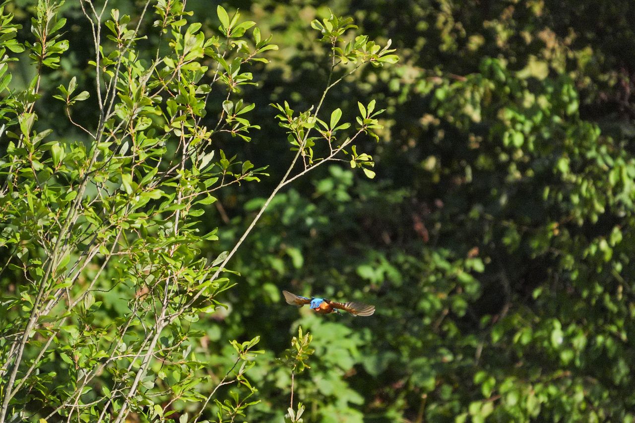 A photo taken on a Sony RX10 V bridge camera
