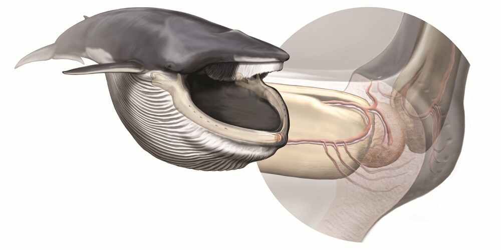 The sensory organ inside the blue whale&#039;s jaw.