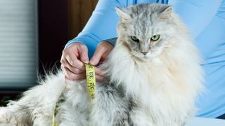A cat getting measured by a vet