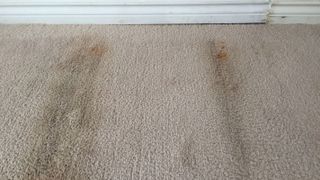 damp carpet