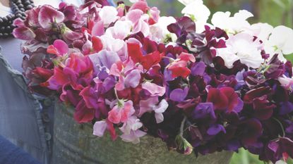 Buckets of Sweet Peas Collection by Sarah Raven