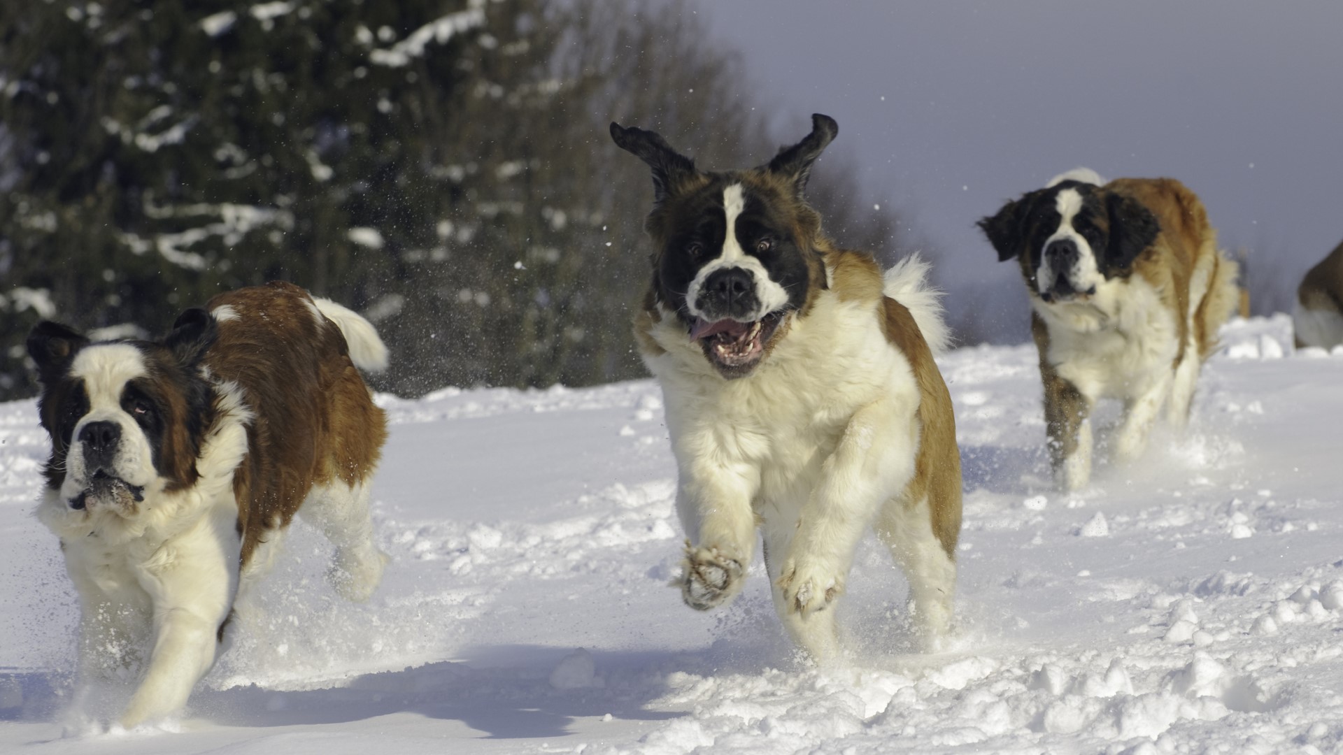 Three Saint Bernards bound through the snow