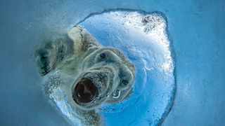 A polar bear peers through a seal's breathing hole in Arctic ice, its face framed by ice, water and rising bubbles as seen from below the surface.