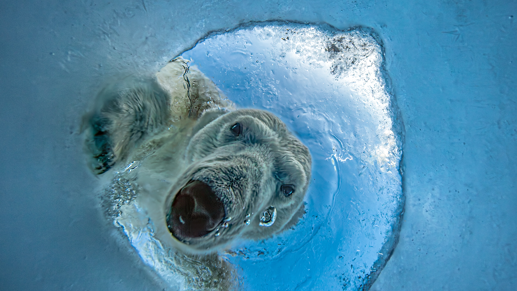A polar bear peers through a seal's breathing hole in Arctic ice, its face framed by ice, water and rising bubbles as seen from below the surface.