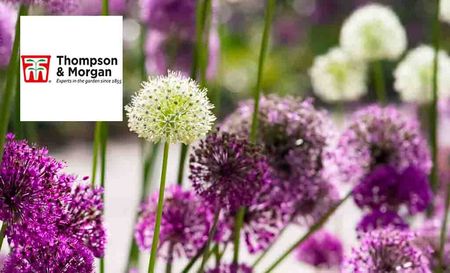 Thompson and Morgan logo top left with a picture of purple and white bulbs