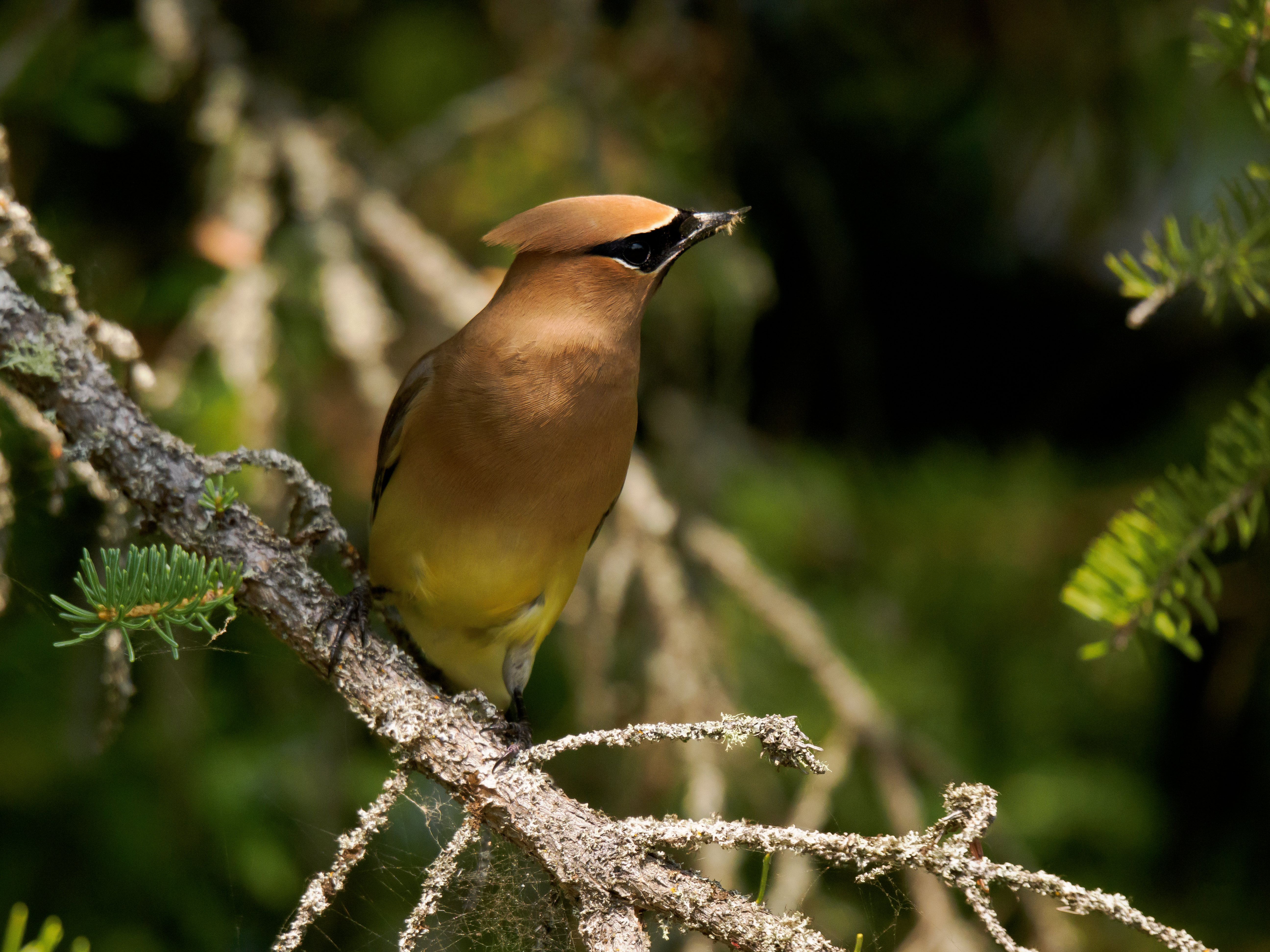 Cedar Waxwings feasting on bugs