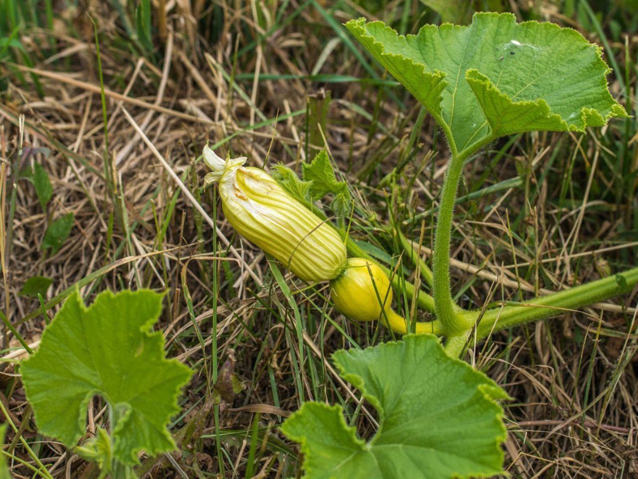 Start Of Pumpkin Sprout On Vine