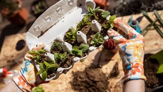 picture of seedling in egg carton