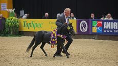 DVM Trouly Its Ok To Stare and Mike Hlavatovic trot out of the ring after they stand American Miniature Horse Champion at HOYS