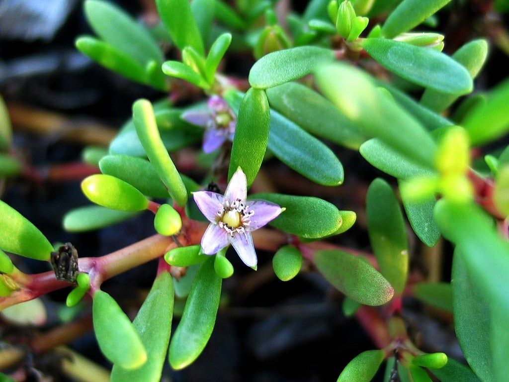 succulent flower