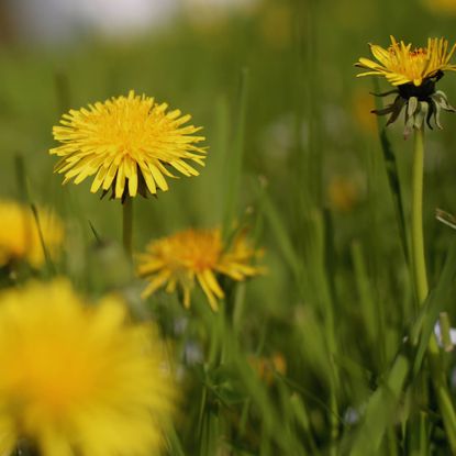 Dandelions growing in lawn