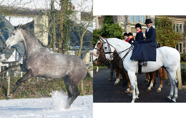 &ldquo;This is my horse, Dasher. He is a pure Thoroughbred who has turned his hoof to everything&rdquo; &mdash; Christa Davis