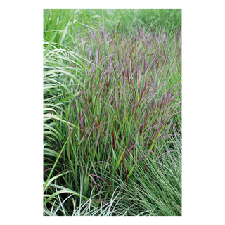 A close-up of red switchgrass