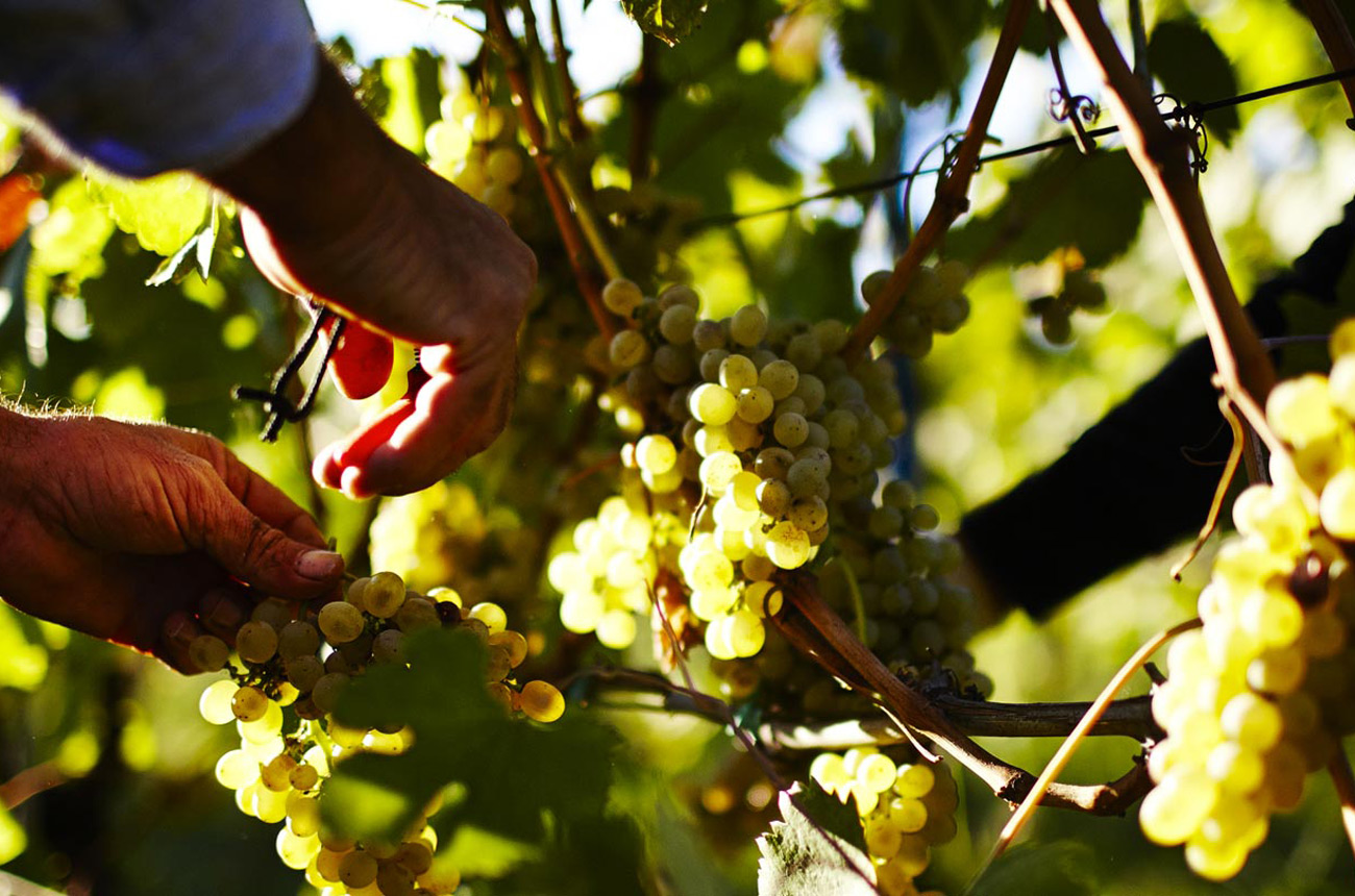 native Italian grapes