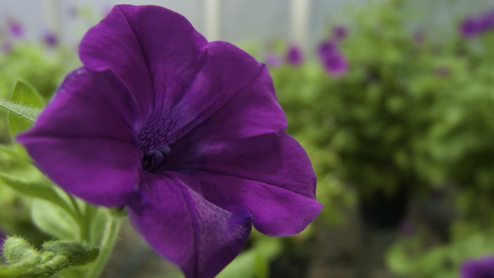 Flower of Petunia inflata, a wild species of garden petunia. Most flowering plants produce flowers with the male and female reproductive organs located in the same flower. However, many of them, including Petunia inflata, possess a reproductive trait call