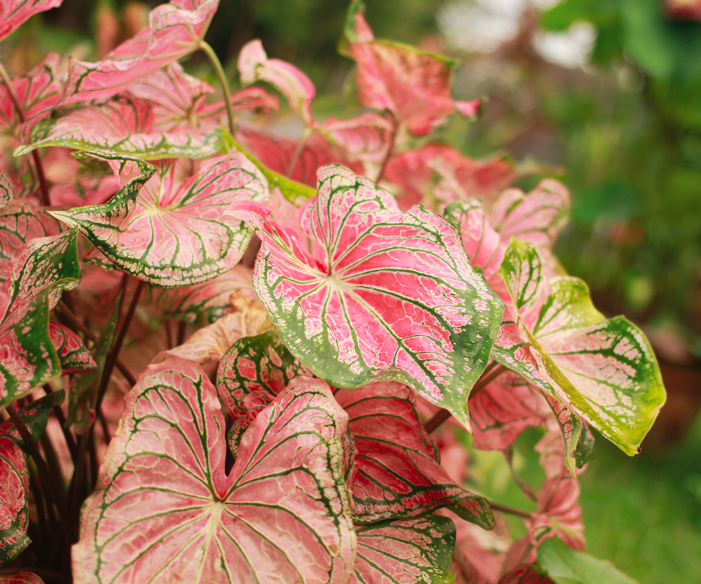 caladiums growing in garden border