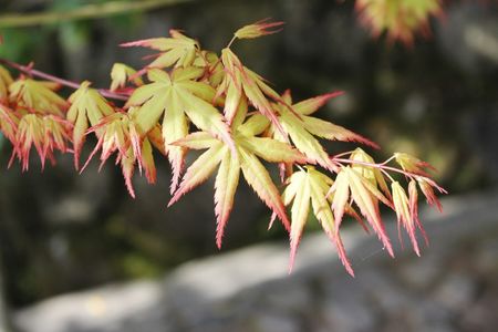 Japanese Maple Tree Leaves