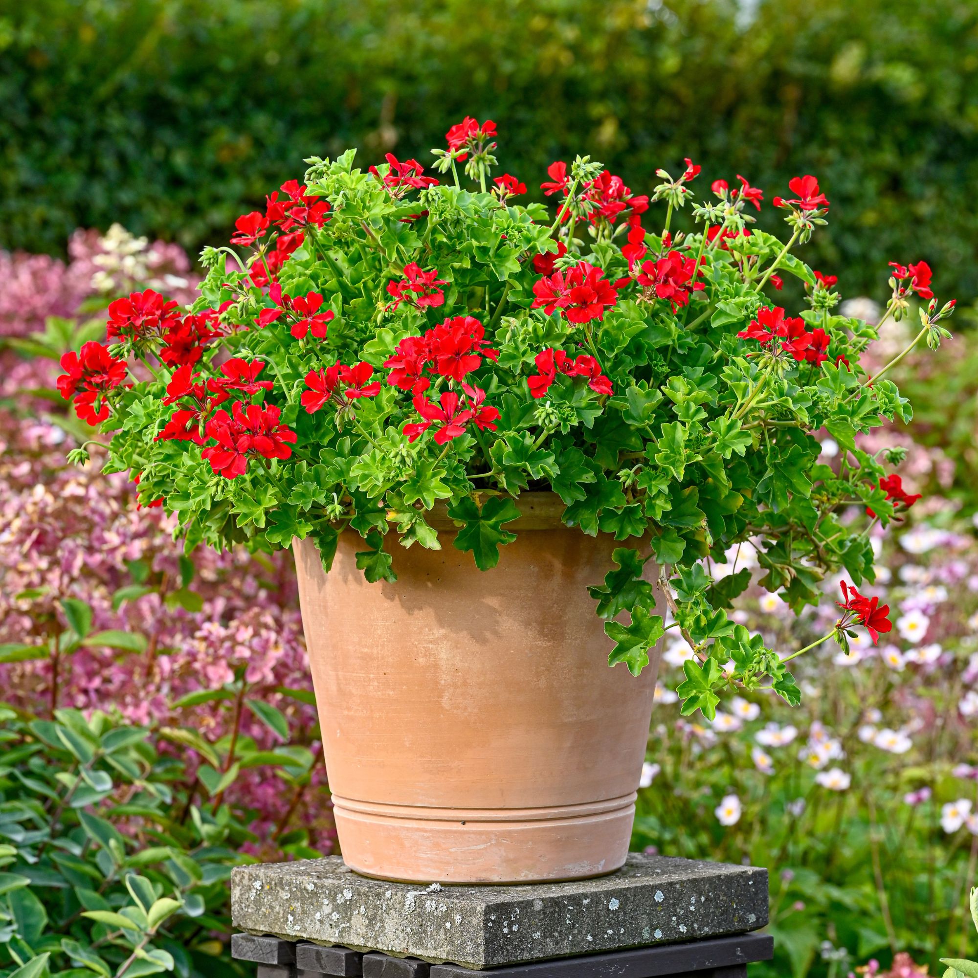 red geraniums in container