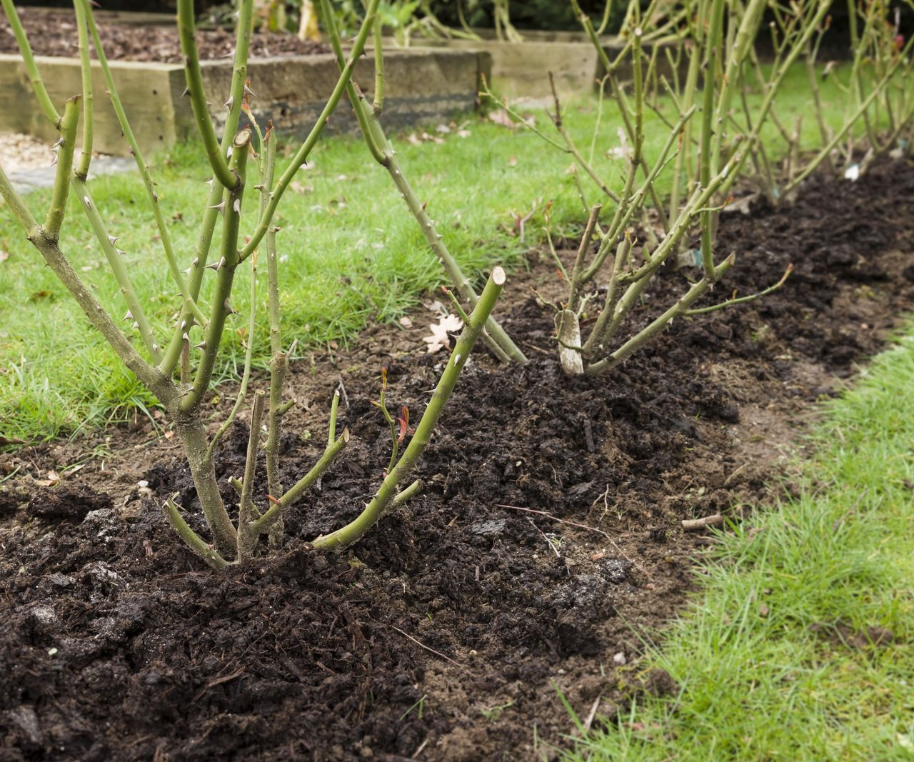 Plants to mulch in September to protect them for winter Homes & Gardens