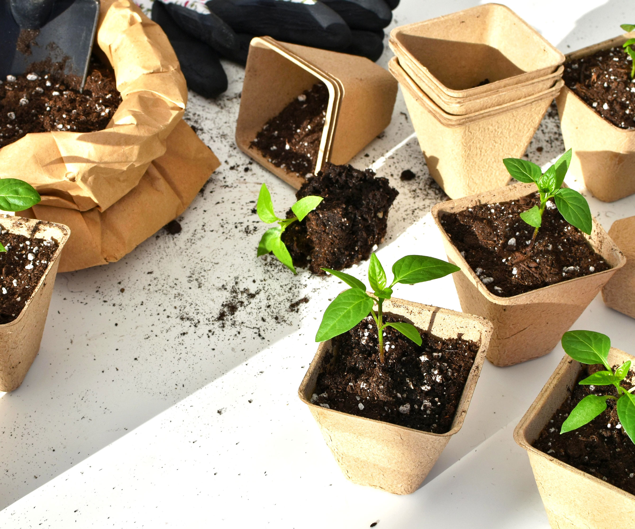 bell pepper seedlings in biodegradable pots on white table with bag of potting soil