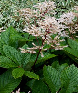 pink frothy flowers of rodgersia