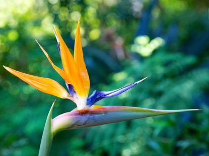 Single Mandela's Gold Bird Of Paradise Flower