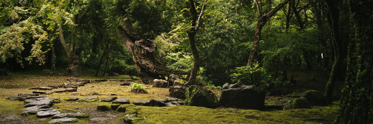 Forest scene Infidex 176